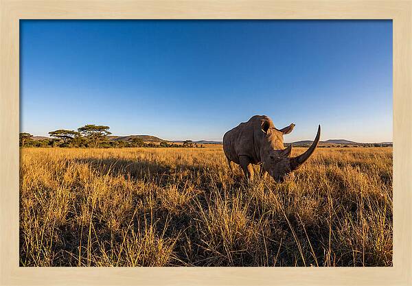 Asian Rhino Grazing In The Plains