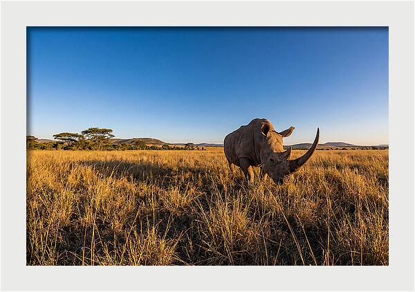 Asian Rhino Grazing In The Plains