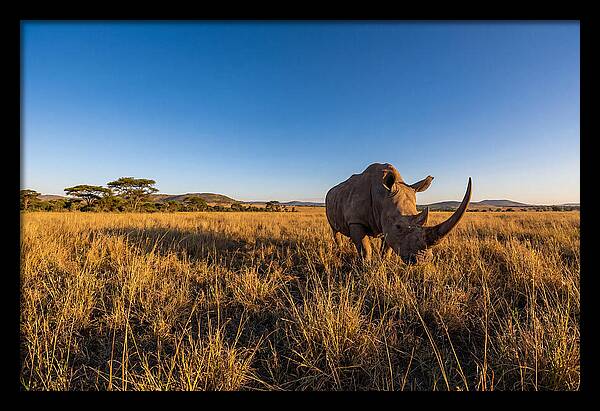 Asian Rhino Grazing In The Plains