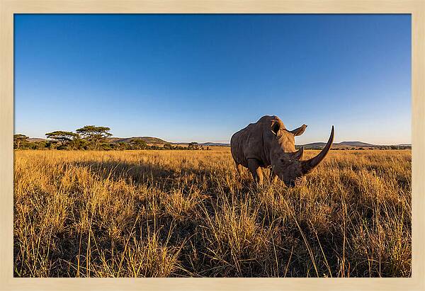 Asian Rhino Grazing In The Plains