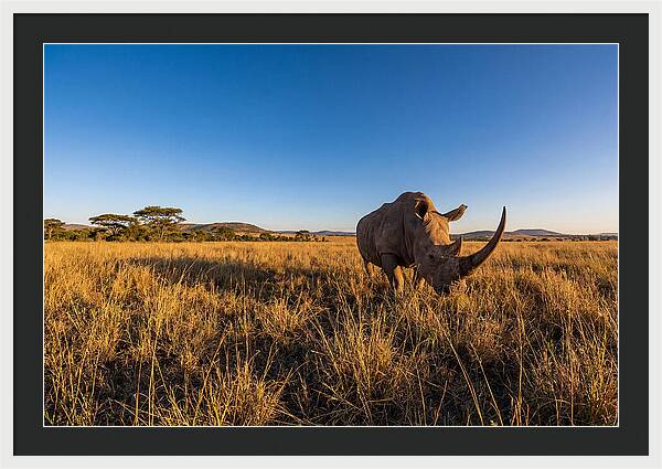Asian Rhino Grazing In The Plains