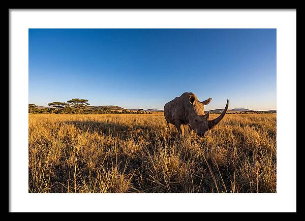 Asian Rhino Grazing In The Plains