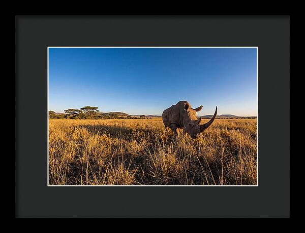 Asian Rhino Grazing In The Plains