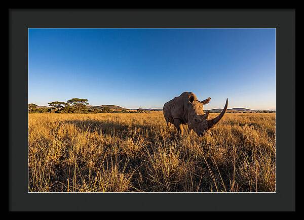 Asian Rhino Grazing In The Plains