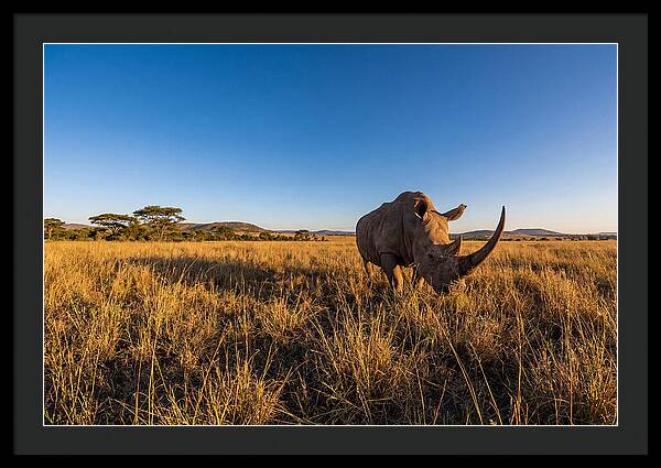 Asian Rhino Grazing In The Plains