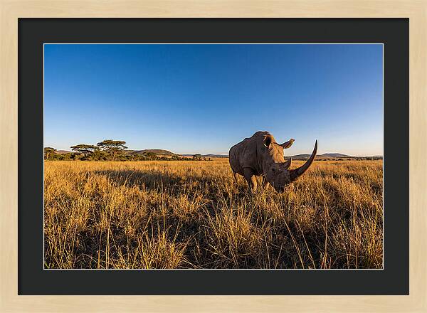 Asian Rhino Grazing In The Plains