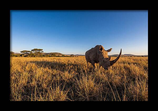 Asian Rhino Grazing In The Plains