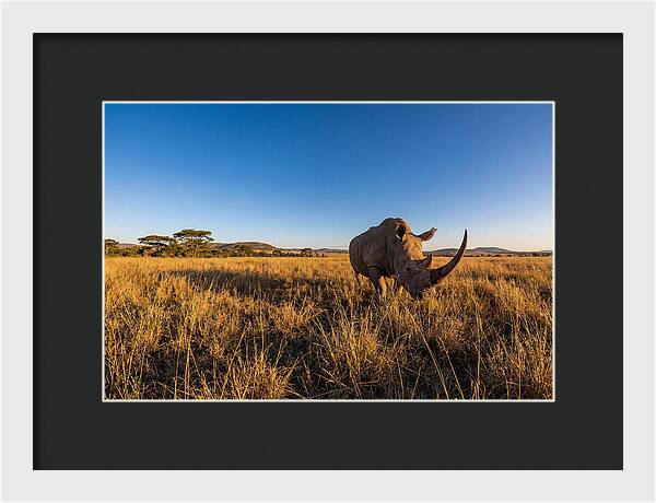 Asian Rhino Grazing In The Plains