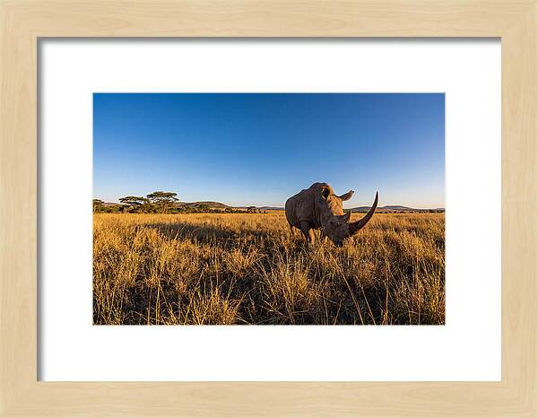 Asian Rhino Grazing In The Plains