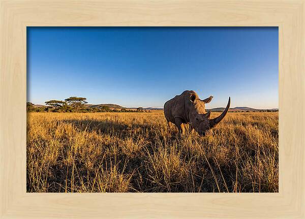 Asian Rhino Grazing In The Plains