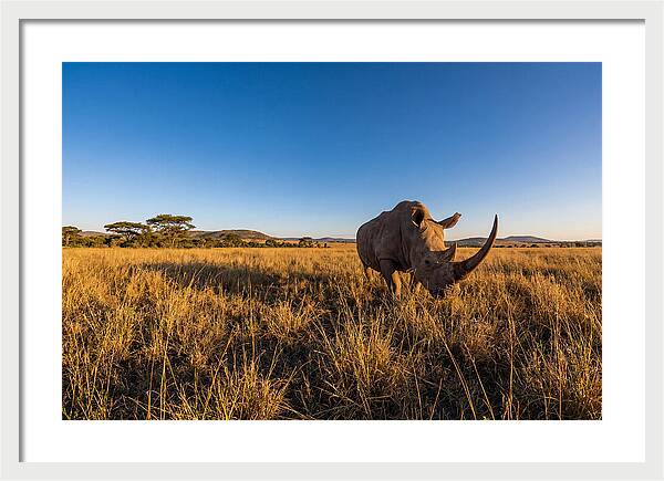Asian Rhino Grazing In The Plains