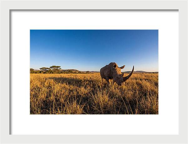 Asian Rhino Grazing In The Plains