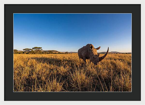 Asian Rhino Grazing In The Plains