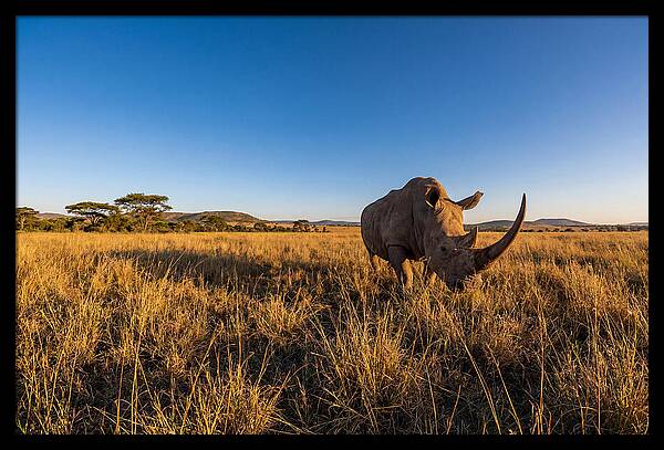 Asian Rhino Grazing In The Plains