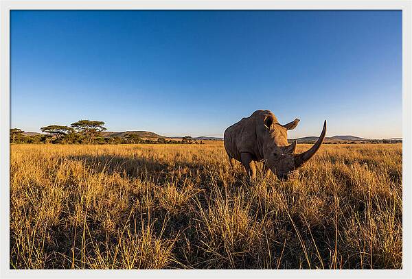Asian Rhino Grazing In The Plains