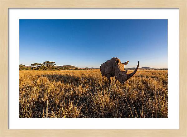 Asian Rhino Grazing In The Plains