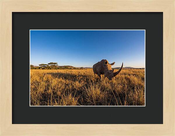 Asian Rhino Grazing In The Plains