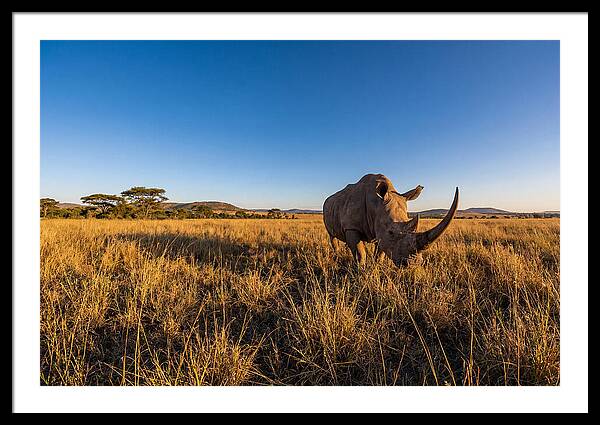 Asian Rhino Grazing In The Plains