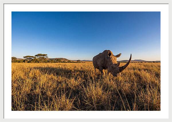 Asian Rhino Grazing In The Plains