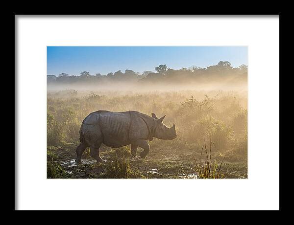 Asian Rhino In Misty Morning