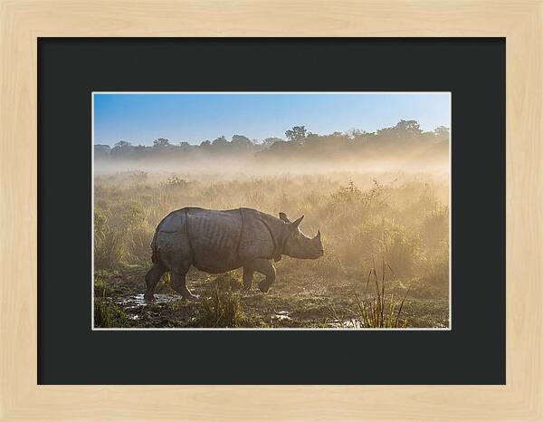 Asian Rhino In Misty Morning