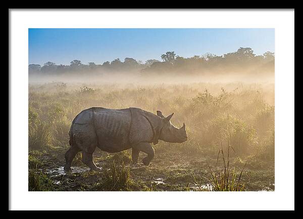 Asian Rhino In Misty Morning