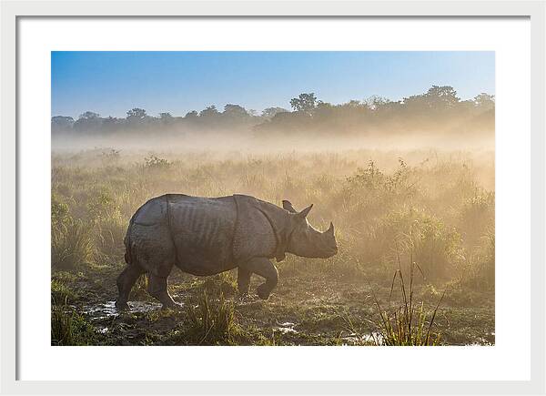 Asian Rhino In Misty Morning