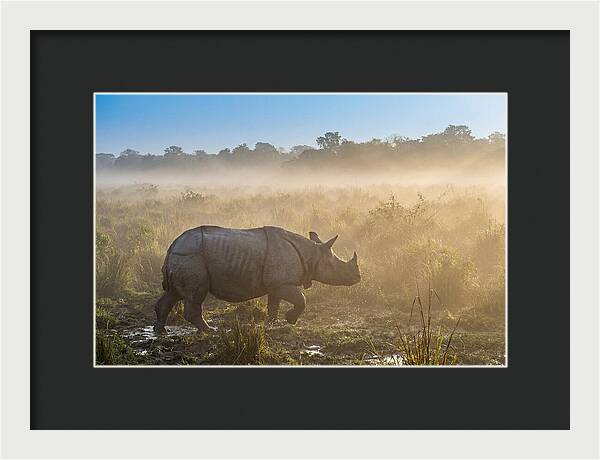 Asian Rhino In Misty Morning