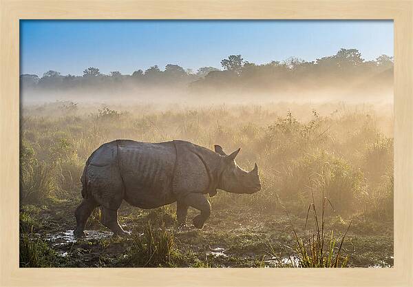 Asian Rhino In Misty Morning