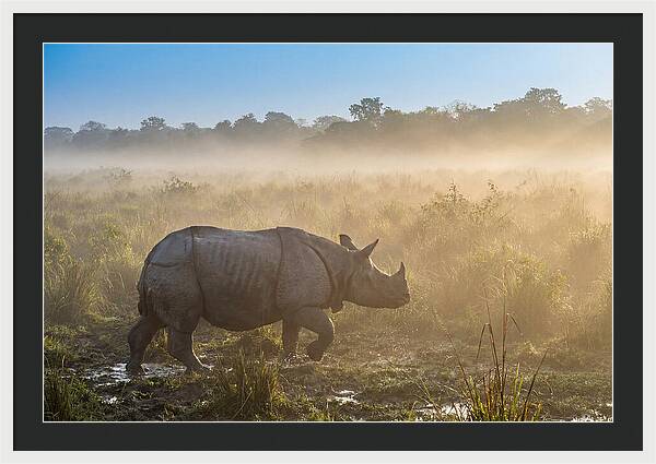 Asian Rhino In Misty Morning