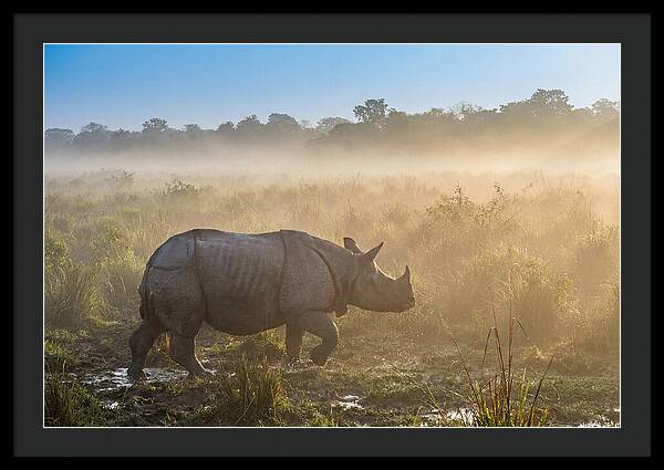 Asian Rhino In Misty Morning