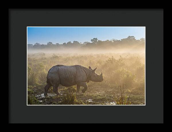 Asian Rhino In Misty Morning