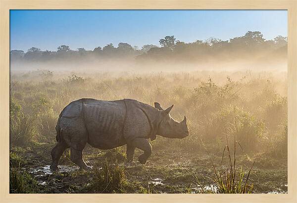 Asian Rhino In Misty Morning