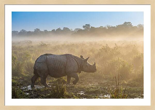 Asian Rhino In Misty Morning