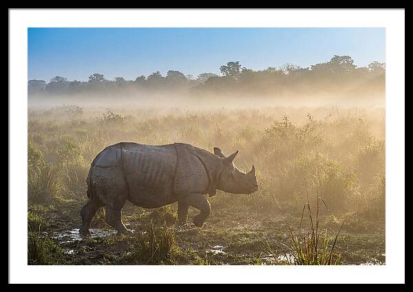 Asian Rhino In Misty Morning