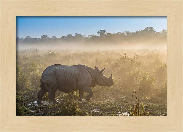 Asian Rhino In Misty Morning