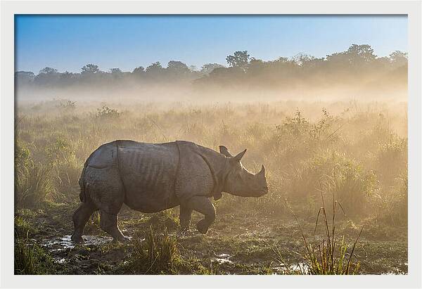 Asian Rhino In Misty Morning