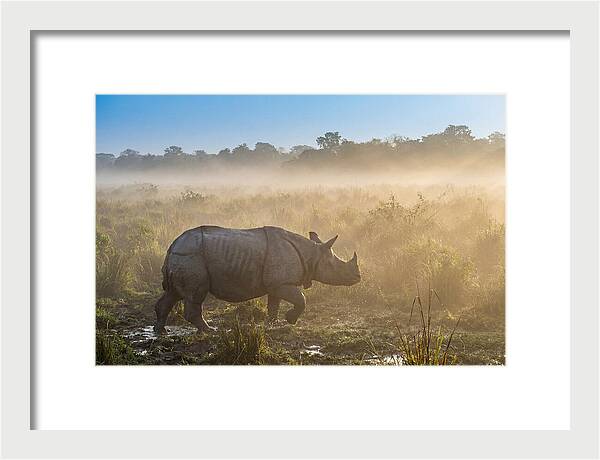 Asian Rhino In Misty Morning