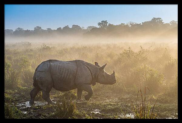 Asian Rhino In Misty Morning