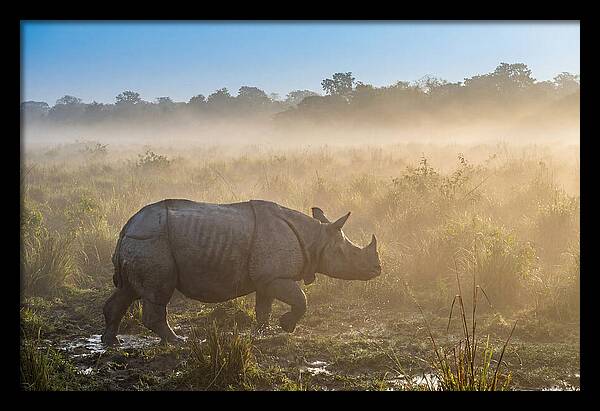 Asian Rhino In Misty Morning