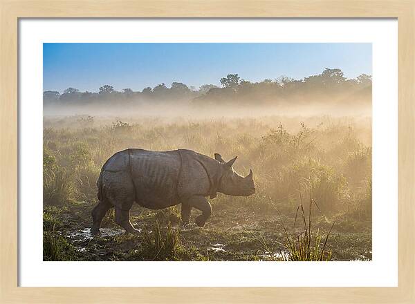 Asian Rhino In Misty Morning