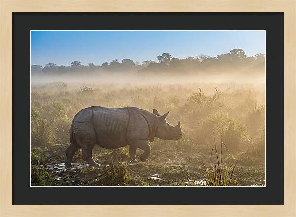 Asian Rhino In Misty Morning