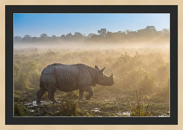 Asian Rhino In Misty Morning