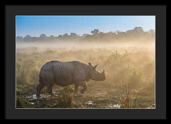 Asian Rhino In Misty Morning