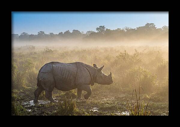 Asian Rhino In Misty Morning