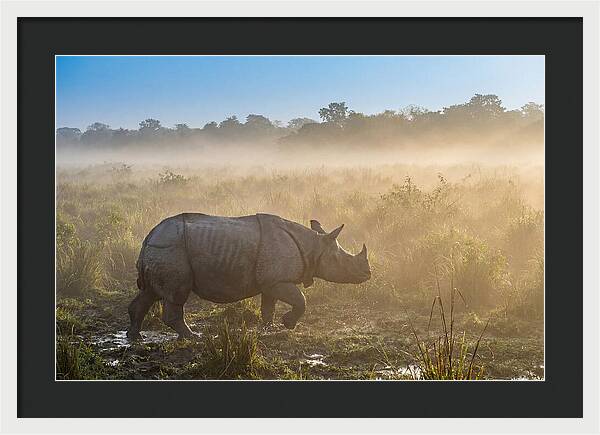 Asian Rhino In Misty Morning