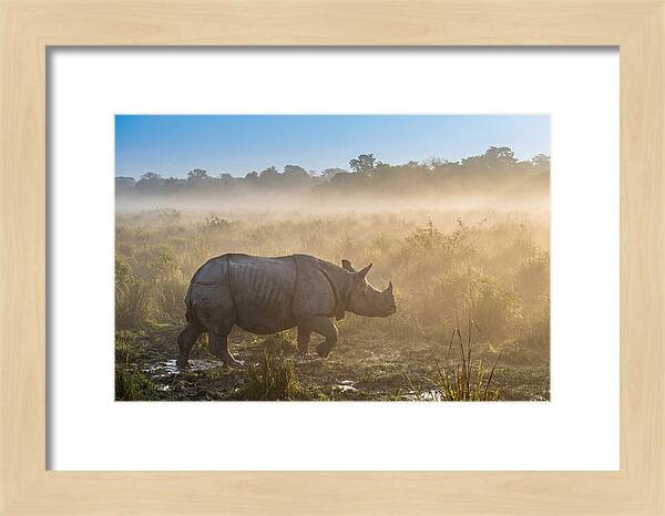 Asian Rhino In Misty Morning
