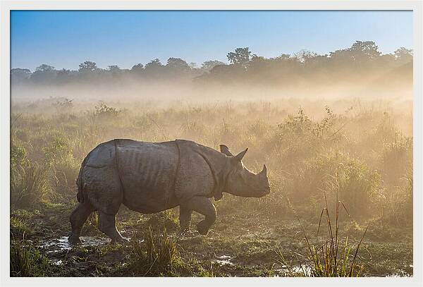 Asian Rhino In Misty Morning
