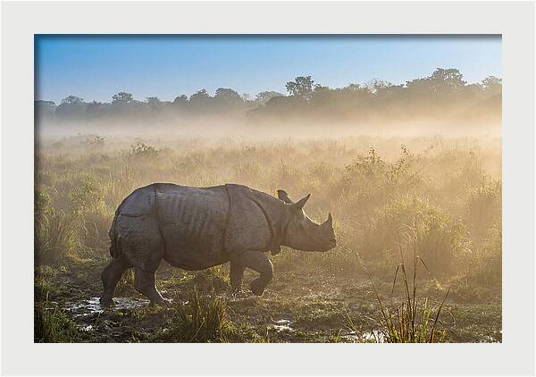 Asian Rhino In Misty Morning