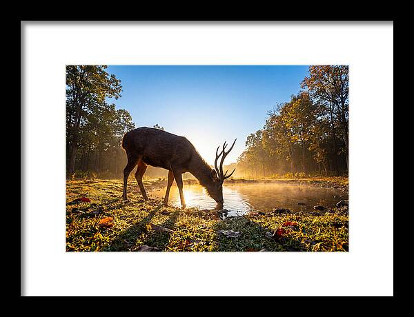 Asian Sambar Deer At Dawn